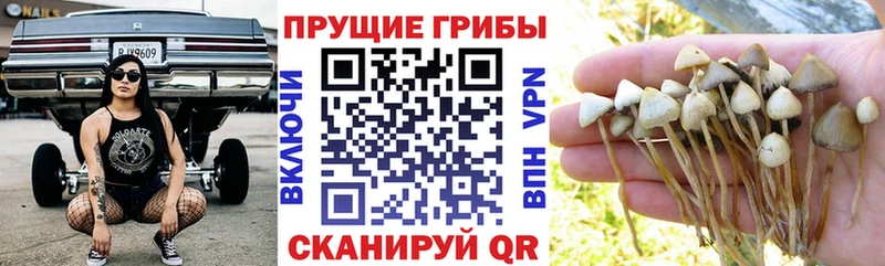 Галлюциногенные грибы GOLDEN TEACHER Мезень